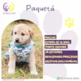 Paquetá