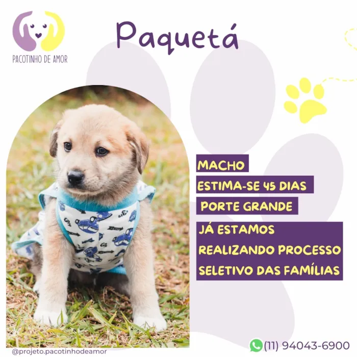 Cachorro raça SRD-ViraLata idade Abaixo de 2 meses nome Paquetá