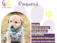 Paquetá