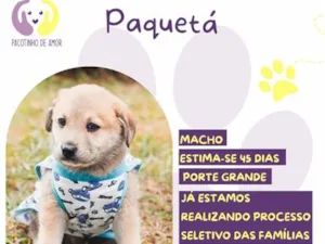 Cachorro raça SRD-ViraLata idade Abaixo de 2 meses nome Paquetá