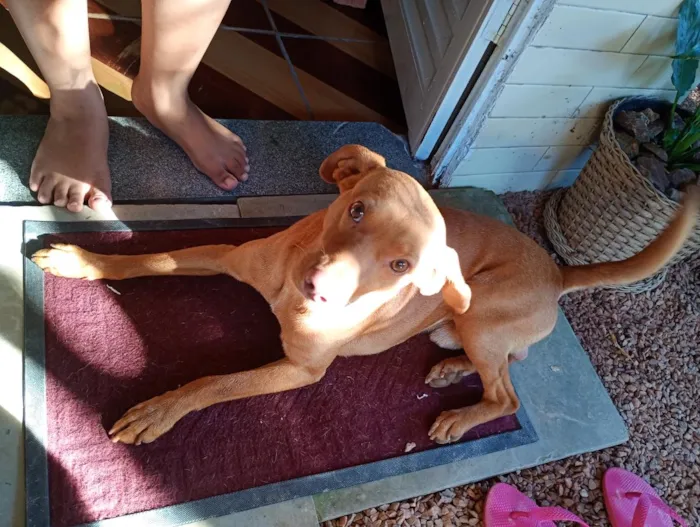 Cachorro raça SRD-ViraLata idade 4 anos nome frederico