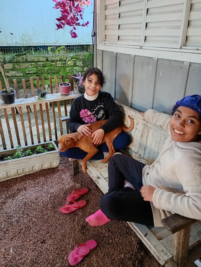 Cachorro raça SRD-ViraLata idade 4 anos nome frederico