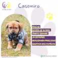 Casemiro