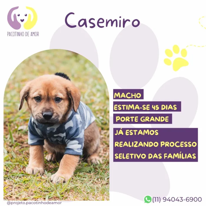 Cachorro raça SRD-ViraLata idade Abaixo de 2 meses nome Casemiro
