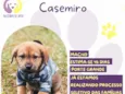 Casemiro