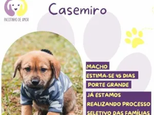 Cachorro raça SRD-ViraLata idade Abaixo de 2 meses nome Casemiro