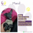Maitê