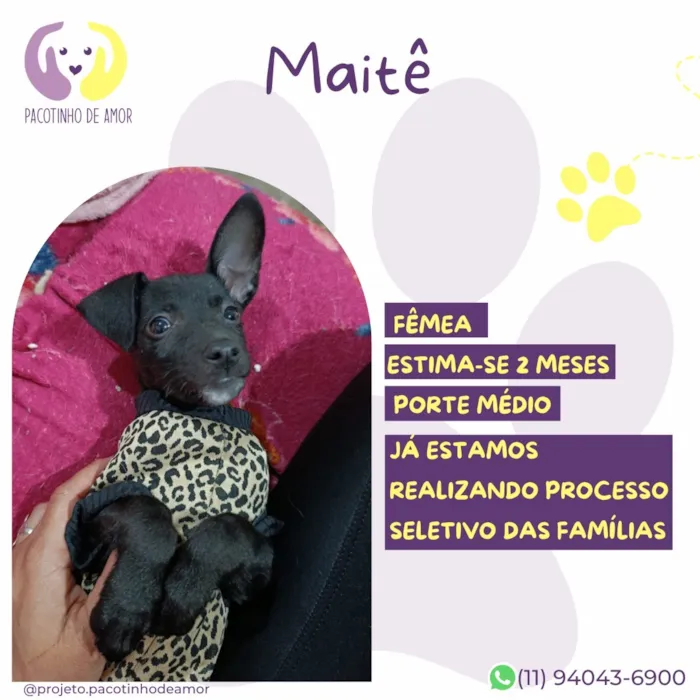 Cachorro raça SRD-ViraLata idade 2 a 6 meses nome Maitê