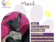 Maitê