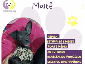 Cachorro raça SRD-ViraLata idade 2 a 6 meses nome Maitê