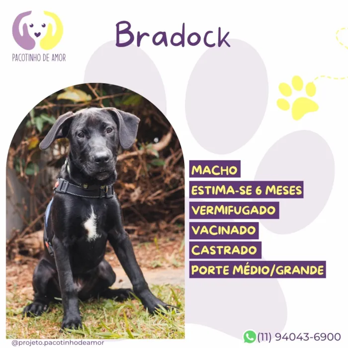 Cachorro raça SRD-ViraLata idade 7 a 11 meses nome Bradoock