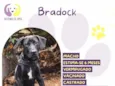 Bradoock