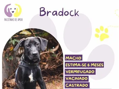 Cachorro raça SRD-ViraLata idade 7 a 11 meses nome Bradoock
