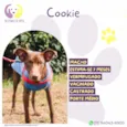 Cookie