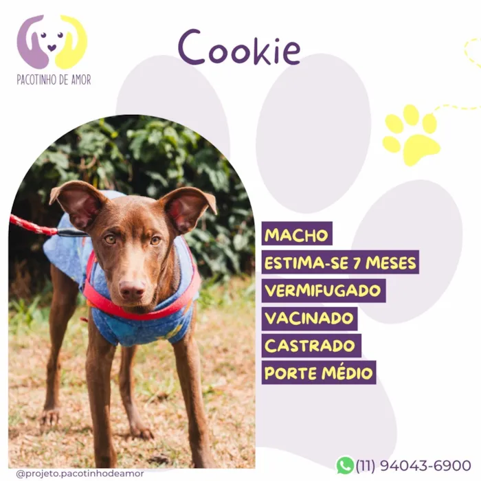Cachorro raça SRD-ViraLata idade 7 a 11 meses nome Cookie