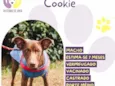 Cookie