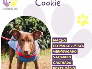 Cachorro raça SRD-ViraLata idade 7 a 11 meses nome Cookie