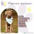 Marrom bombom 