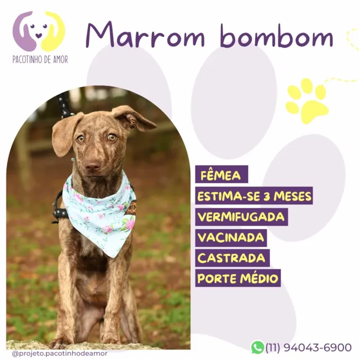 Cachorro raça SRD-ViraLata idade 2 a 6 meses nome Marrom bombom 