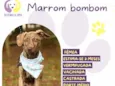 Marrom bombom 