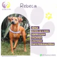 Rebeca