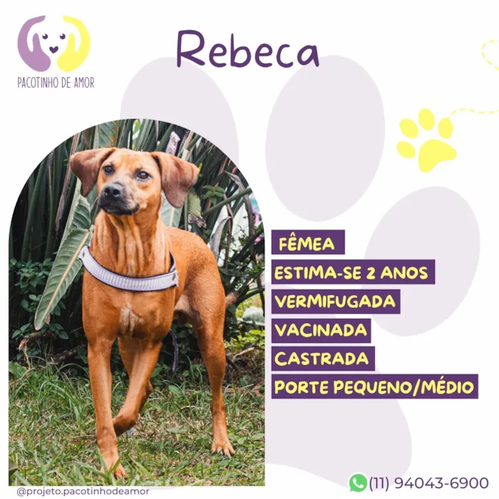 Cachorro raça SRD-ViraLata idade 2 anos nome Rebeca