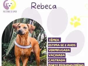 Cachorro raça SRD-ViraLata idade 2 anos nome Rebeca