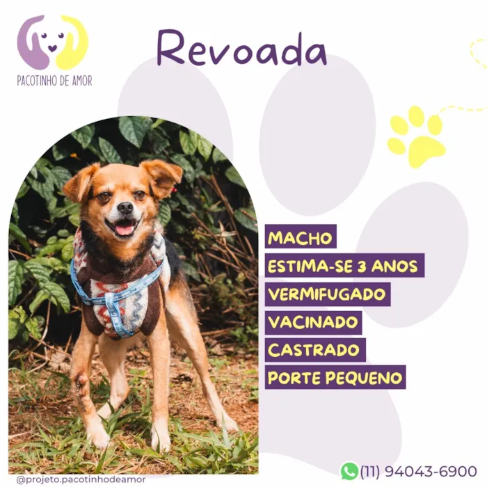 Cachorro raça SRD-ViraLata idade 3 anos nome Revoada