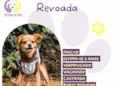 Revoada