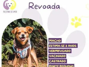Cachorro raça SRD-ViraLata idade 3 anos nome Revoada