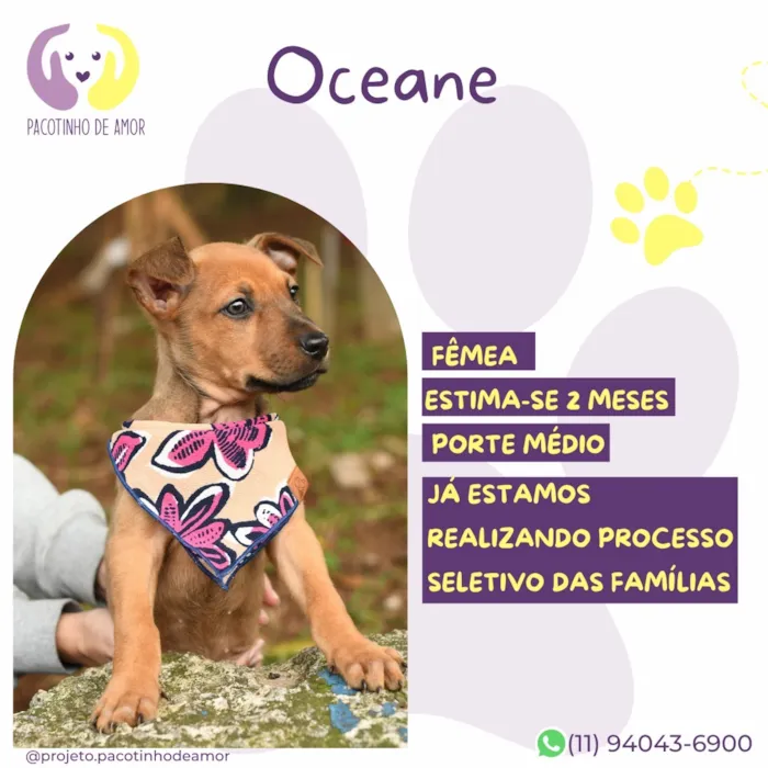 Cachorro raça SRD-ViraLata idade Abaixo de 2 meses nome Oceane