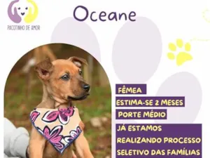 Cachorro raça SRD-ViraLata idade Abaixo de 2 meses nome Oceane