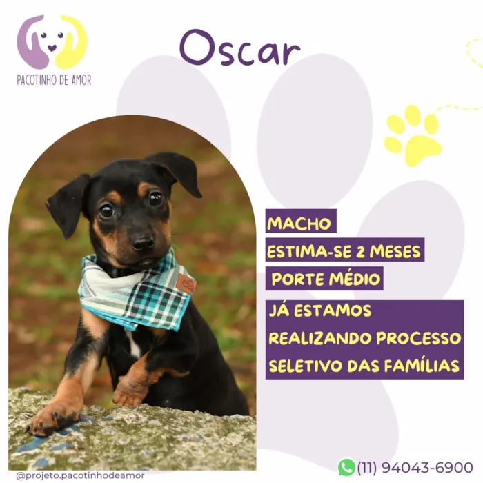 Cachorro raça SRD-ViraLata idade 2 a 6 meses nome Oscar