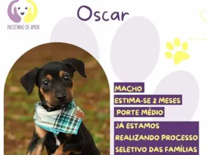 Cachorro raça SRD-ViraLata idade 2 a 6 meses nome Oscar