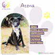 Atena