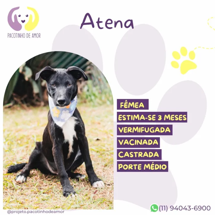 Cachorro raça SRD-ViraLata idade 2 a 6 meses nome Atena