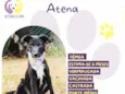 Atena