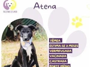 Cachorro raça SRD-ViraLata idade 2 a 6 meses nome Atena