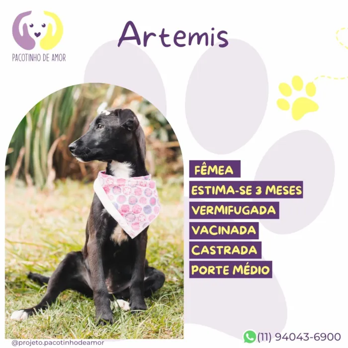 Cachorro raça SRD-ViraLata idade 2 a 6 meses nome Artemis