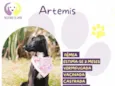 Artemis