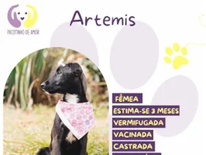 Cachorro raça SRD-ViraLata idade 2 a 6 meses nome Artemis