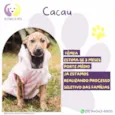 Cacau