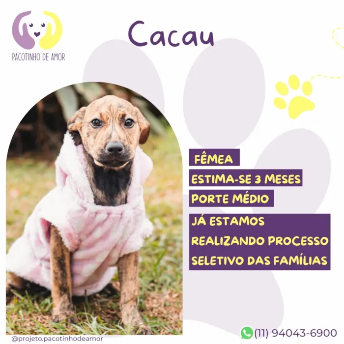 Cachorro raça SRD-ViraLata idade 2 a 6 meses nome Cacau
