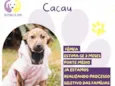 Cacau