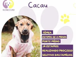 Cachorro raça SRD-ViraLata idade 2 a 6 meses nome Cacau