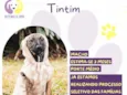 Tintim