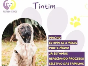 Cachorro raça SRD-ViraLata idade 2 a 6 meses nome Tintim