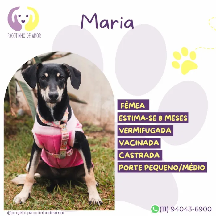 Cachorro raça SRD-ViraLata idade 7 a 11 meses nome Maria