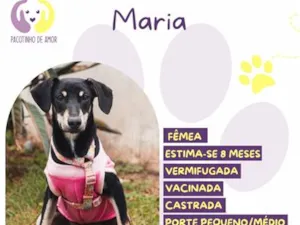 Cachorro raça SRD-ViraLata idade 7 a 11 meses nome Maria