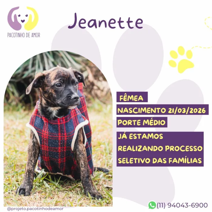 Cachorro raça SRD-ViraLata idade Abaixo de 2 meses nome Jeanette